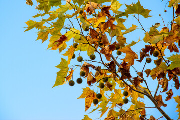 American plane tree, plane tree branch in autumn with colorful leaves and fruits, blue sky, copy space vor text