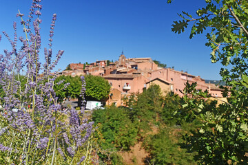 Fototapeta na wymiar Lavande et le village de Roussillon en Provence
