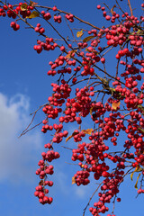 Red ripe ornamental apples hang against a blue sky, on the branches of a treetop, in portrait format