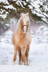 Welsh mountain breed pony standing in the winter forest