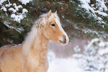 Portrait of Welsh mountain breed pony in the winter forest