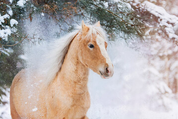 Obraz na płótnie Canvas Portrait of Welsh mountain breed pony in the winter forest standing under a branch with falling snow