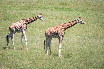 Naklejka na ściany i meble Two giraffes wander the meadow looking for fresh grass to eat