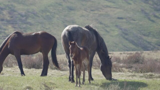 close up of brumby foal standing next to its mother at kosciuszko national park in nsw, australia
