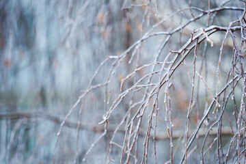 Freezing rain. Frozen in the ice tree branches. Icy tree branches after an icy rain. Natural disaster