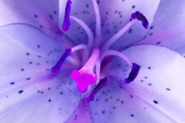 close up of purple lily