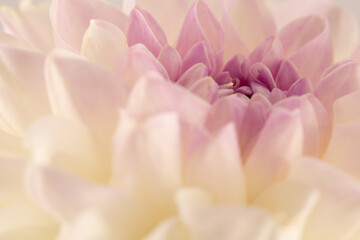 Obraz na płótnie Canvas close up of white dahlia