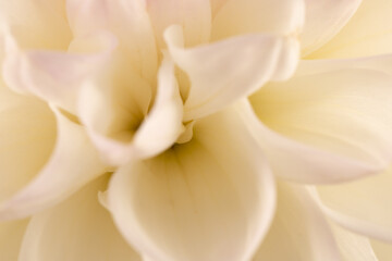 close up of white dahlia