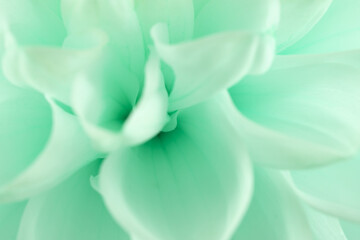 close up of blue dahlia