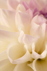 Fototapeta na wymiar close up of white dahlia