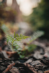 fern leaf in autumn