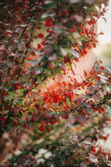 barberry