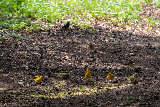 land canaries perched on the ground