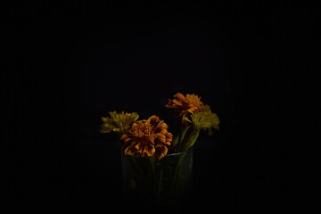 Orange flowers on black background, portret aksamitki w ciemności - obrazy, fototapety, plakaty