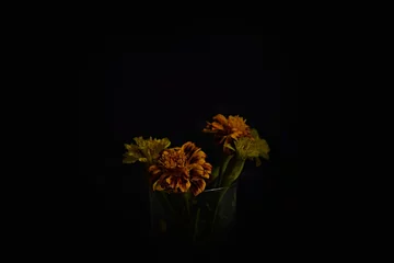 Fotobehang Orange flowers on black background, portret aksamitki w ciemności © Anna