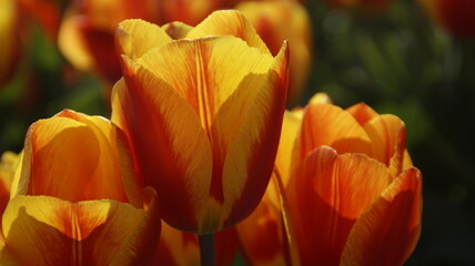 Red and yellow tulip in the tulipfield