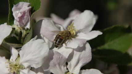 bee on a blossom of a apple tree