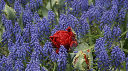 red and blue flowers in the garden