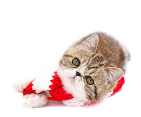  cute persian kitten with christmas hat and scarf 