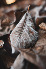 close up on brown autumn leaves covered in frost in early morning