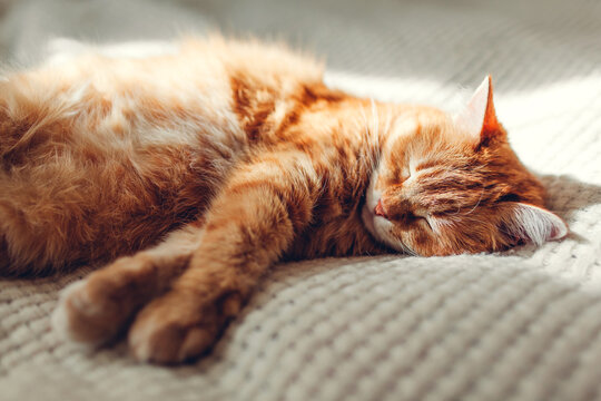Ginger cat relaxing on couch in living room. Pet having good time sleeping at home