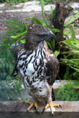 The Brontok Eagle (Spizaetus cirrhatus) is a bird of prey belonging to the Accipitridae tribe. Its name in English is Changeable Hawk-eagle because of its varied and changing colors.