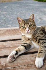 cute cat on the floor