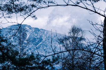 snow covered trees