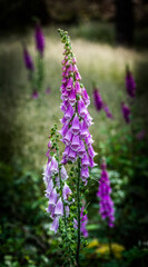 Fototapeta premium Makroaufnahme einer Fingerhut Blume
