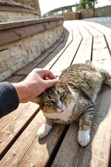 cat on the table. someone touching to cute cat