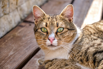 portrait of a cat