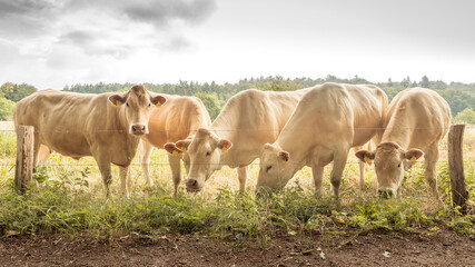 five beige cows behind barbed wire are grazing green grass