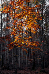 Autumnal vibrant colors of single beech tree contrasting with dark forest in background, golden beech foliage illuminated in the sunlight
