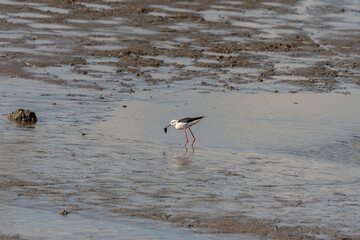 Black-winged Stilt on a pond in an early autumn morning near Zikhron Ya'akov, Israel. 