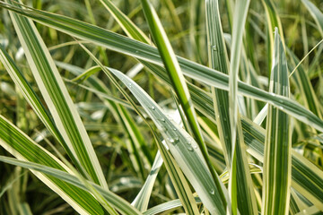 green grass background