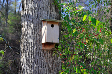 Berries and a Bird House