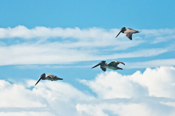 side view, far distance of three brown pelicans flying over tropical waters of the shoreline on the gulf of Mexico, on sunny day