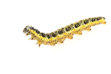 Chenille de la teigne du buis (Cydalima Perspectalis)