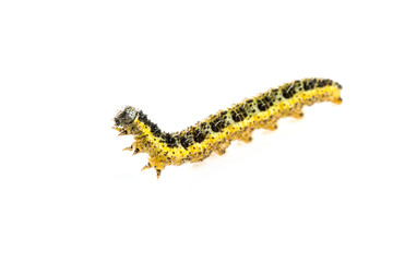 Chenille de la teigne du buis (Cydalima Perspectalis)