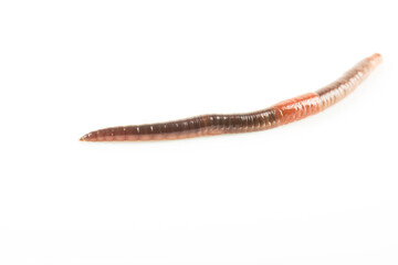 Ver de terre animal isolé sur fond blanc