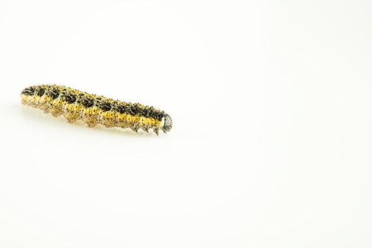 Chenille de la teigne du buis (Cydalima Perspectalis)