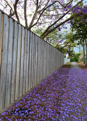 Beautiful purple jacandra flowers covering a pathway in suburban street in Brisbane, Queensland