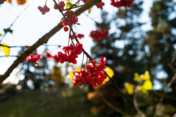 close-up of the fruits of a spindle shrub