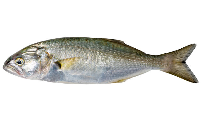 Single sea fish (bluefish, Pomatomus saltatrix) isolated on white, top view