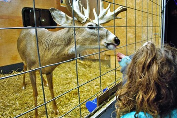 Reindeer eating out of a little girls hand at a Christmas carnival