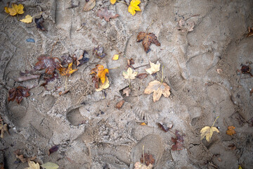Herbstblätter im Sand