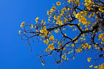 Golden trumpet tree or Yellow ipe tree (Handroanthus chrysotrichus), Tiradentes, Brazil
