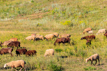 Flock of sheep grazing on a green meadow