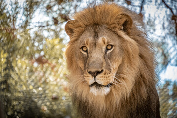 Lion king sitting on wooden floor on sunny day.