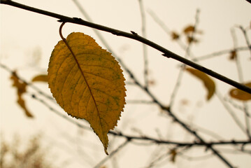 Nature in the fall. Yellow foliage on a branch.